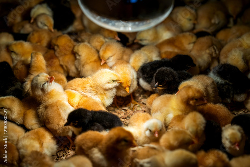 Картината върху платно Small yellow and black newborn chicks warming under heat lamp in hatchery broode