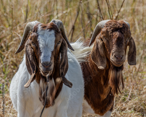 Male Boer goats or Billy. Originally a breed of goat from South Africa bred for its high meat content.