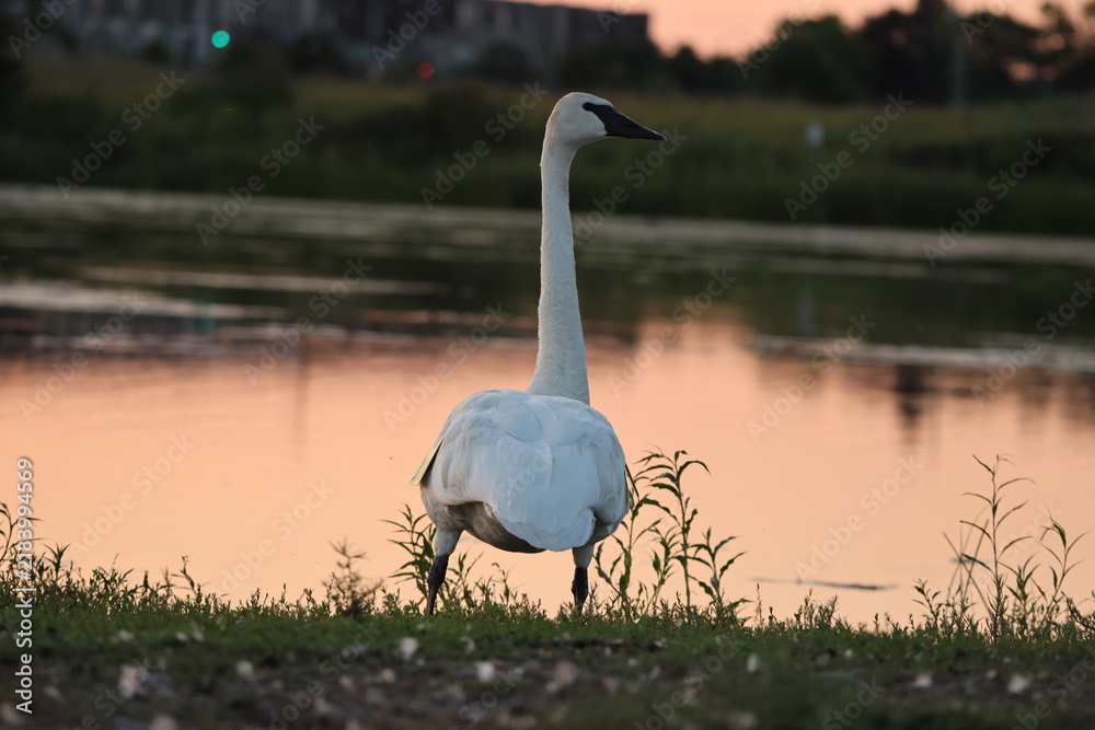 Fototapeta premium swan in the sunset