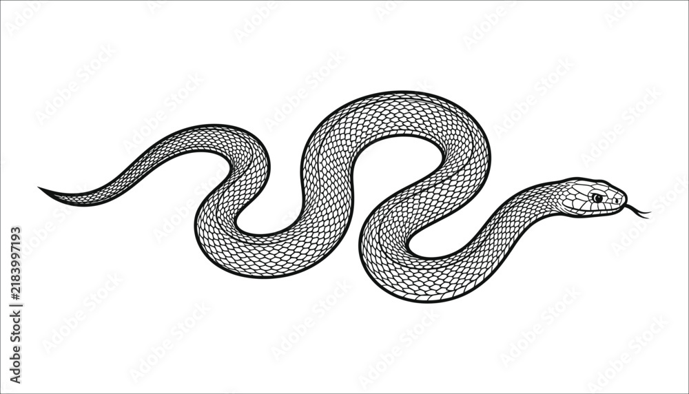 Fototapeta premium Sinuous snake illustration in black and white ink sketch style with ink drawing