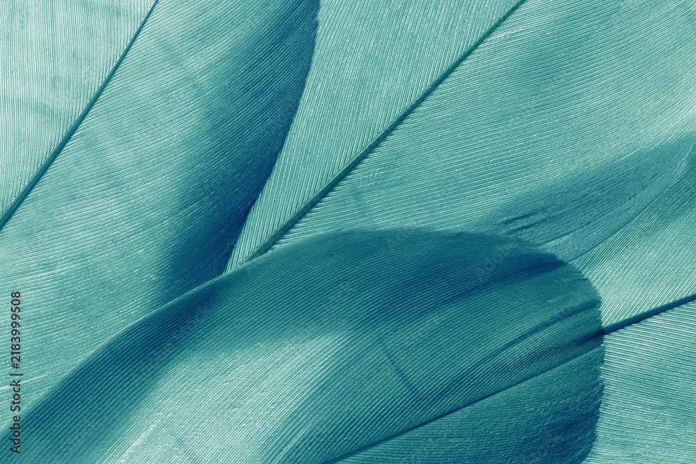 Obraz premium Nature pattern of bird feathers, beautiful natural texture with subtle detail, green blue teal feather closeup. Abstract plumage macro. Smooth gradient natural geometric lines beauty-inspired visuals.