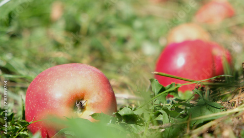 Farm-grown apples. Apples in the garden.
