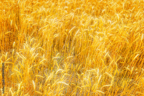Konstfotografi Dense wheat field sways gently under bright natural sunlight.