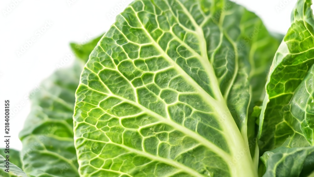 Fototapeta premium Fresh Green Cabbage Leaf Close-Up