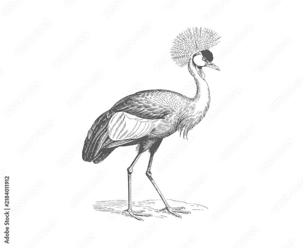 Obraz premium Black and white crowned crane standing in vintage engraved line art. 