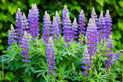 Fotografía Lupinus polyphyllus, bigleaf lupine, with tall spikes of violet and purple pea-like flowers surrounded by lush palmate green foliage in a summer garden