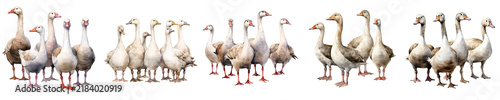 Watercolor illustration of a gaggle of geese standing together in a group