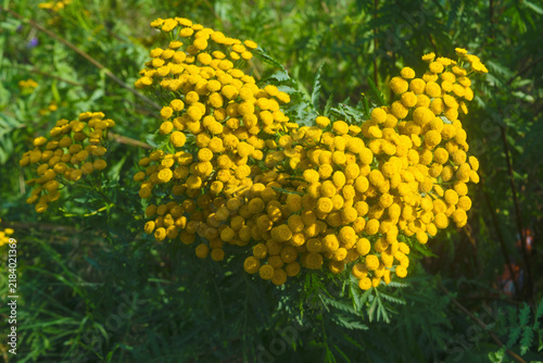 Sunlit Yarrow: Nature's Golden Carpet