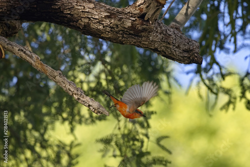 Photography Brightly colored Vermilion Flycatcher flies swiftly from mesquite tree branch