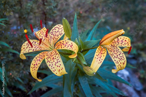 Yellow Lily Blooms in Forest