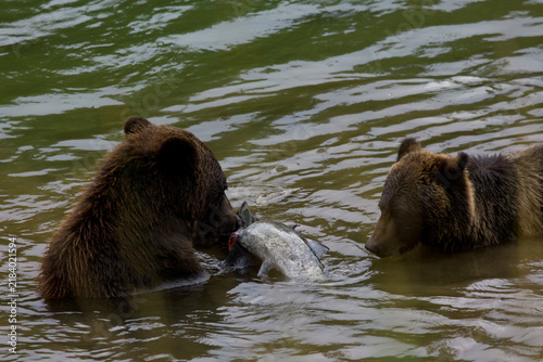 Mother Grizzly Bear sharing fish with her cub in Atnarko River in Bella Coola, British Columbia, Canada, 