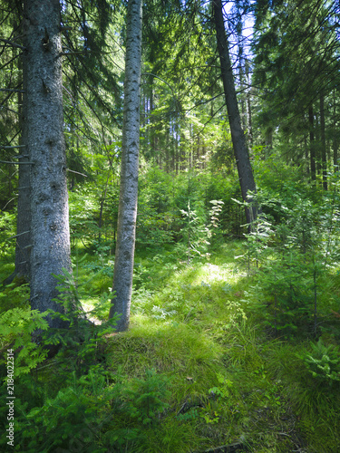 Forest Pathway Illuminated by Sunlight