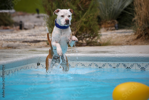 Cuadro en lienzo Pitbull dog jumping off a step in a swimming pool