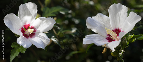 Flowers bloom in a garden setting under bright sunlight during spring time