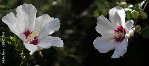 White flowers with red centers growing on a green plant in a garden during daylight