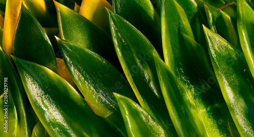 Aloe vera plant, background