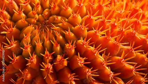 Red and yellow cactus, background