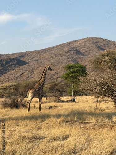 Cuadro en lienzo giraffe in the savannah
