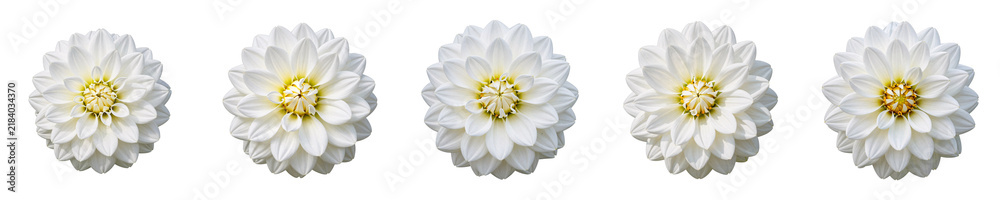 Row of five white dahlias with dark background creates striking floral pattern