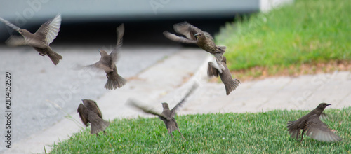 Fotografie Birds react to danger, real or perceived, and take flight