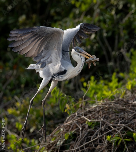 Картината върху платно A heron fishing in Brazil
