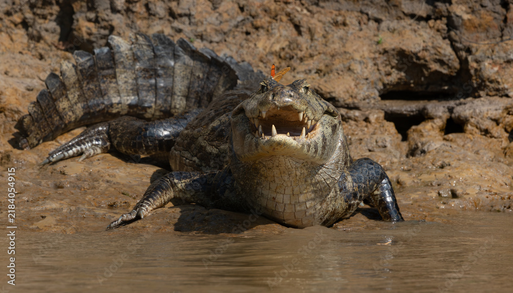 Obraz premium Butterfly sitting on a caiman in the Pantanal, Brazil 