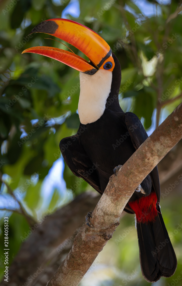 Obraz premium A toucan in the Pantanal, Brazil