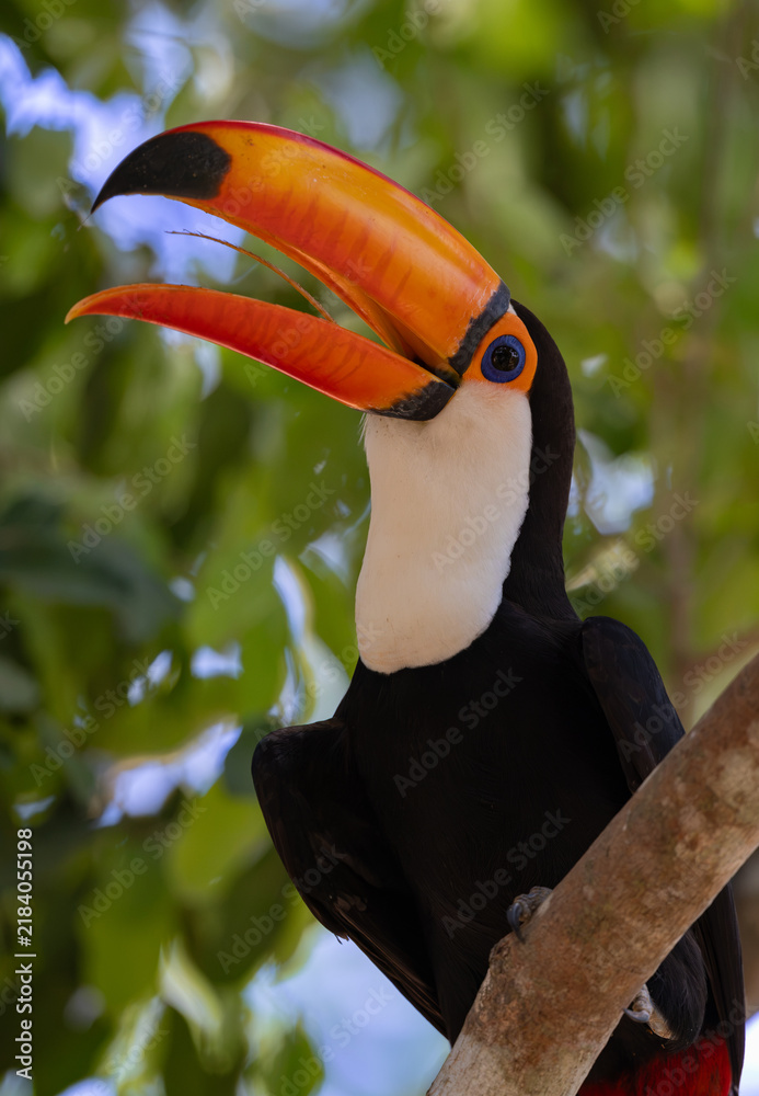 Obraz premium A toucan in the Pantanal, Brazil