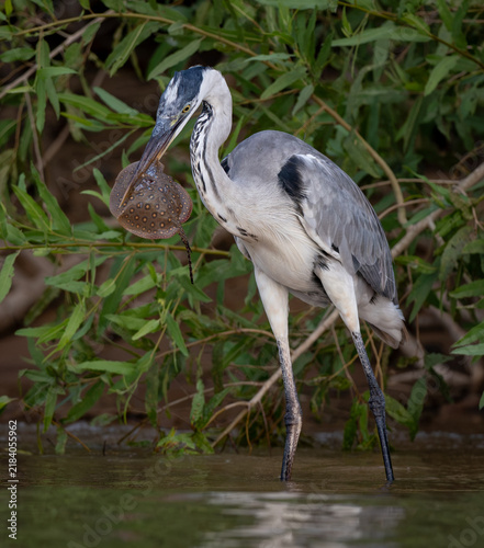Картината върху платно A heron fishing in Brazil