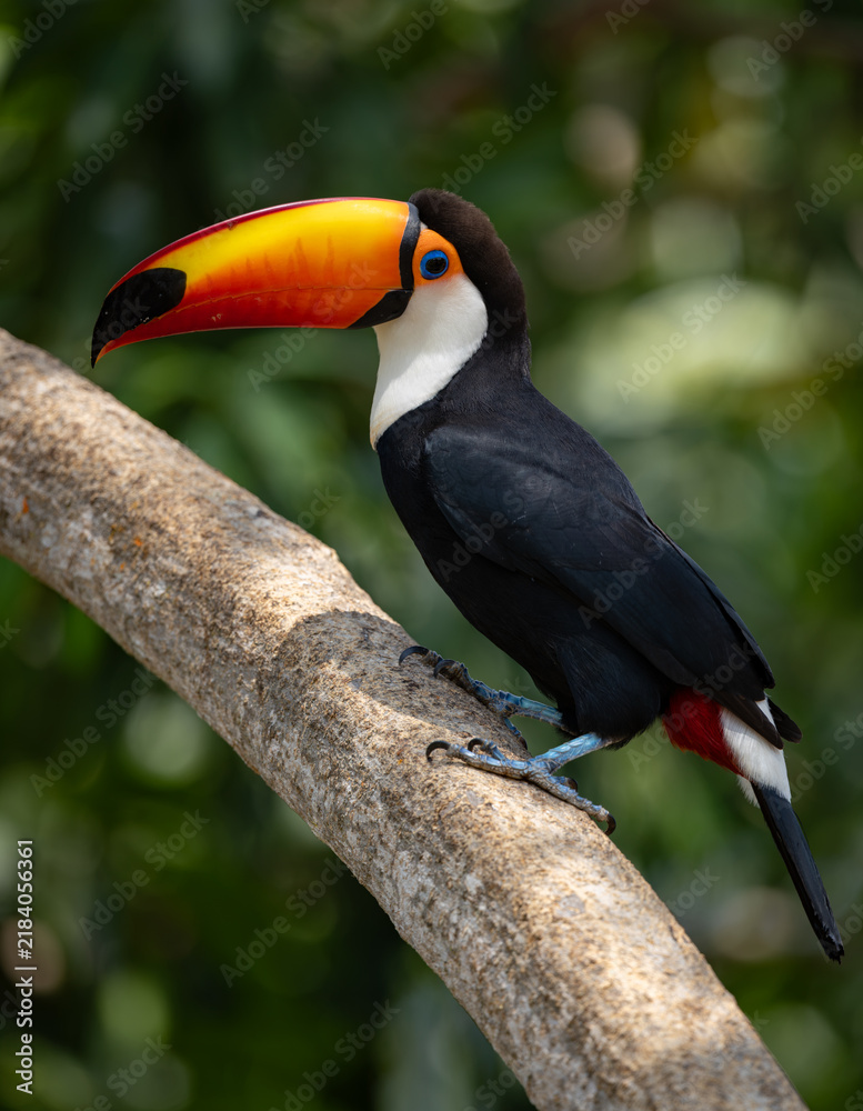 Fototapeta premium A toucan in the Pantanal, Brazil