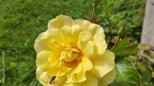 A bright yellow rose with dense, ruffled petals that closely resembles classic garden and floribunda varieties.