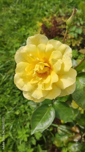 A bright yellow rose with dense, ruffled petals that closely resembles classic garden and floribunda varieties.