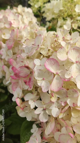 Hydrangea paniculata flower clusters in cream, white, and soft pink shades. 