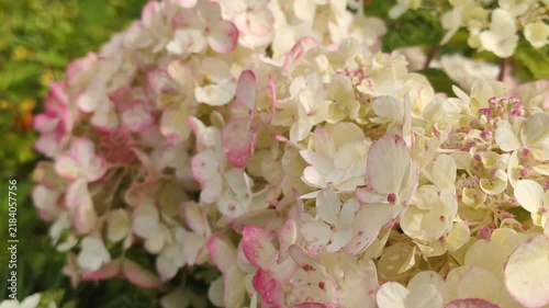 Cluster of panicle hydrangea flowers (Hydrangea paniculata) transitioning from creamy white to soft pink. 