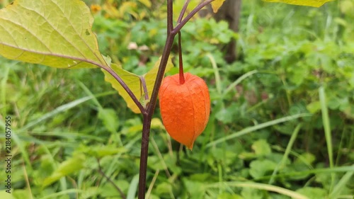Close-up of Physalis alkekengi, known as Chinese lantern, featuring bright orange papery calyxes surrounding its fruit. 