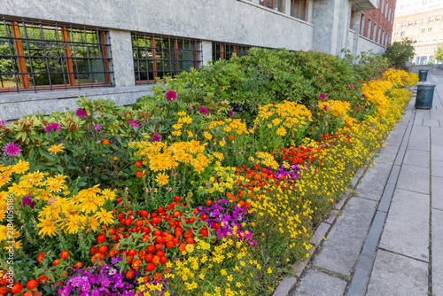 Different flowers growing on flower bed along the building
