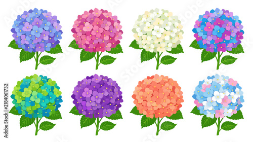 Collection of Colorful Hydrangea Flowers on Transparent Background