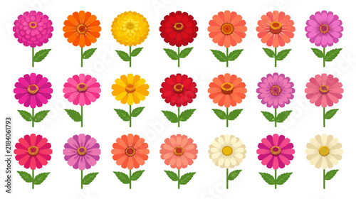 Collection Of Colorful Zinnia Flowers, Isolated On Transparent Background