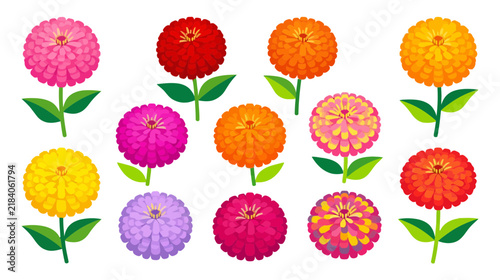 Collection of Colorful Zinnias on Transparent Background