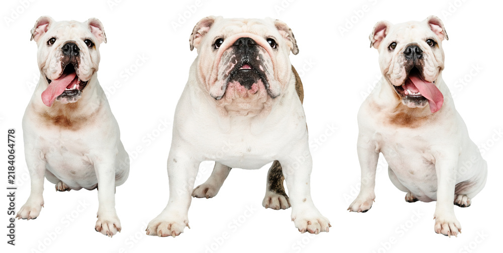 Obraz premium PNG Three adorable bulldogs posing on transparent background