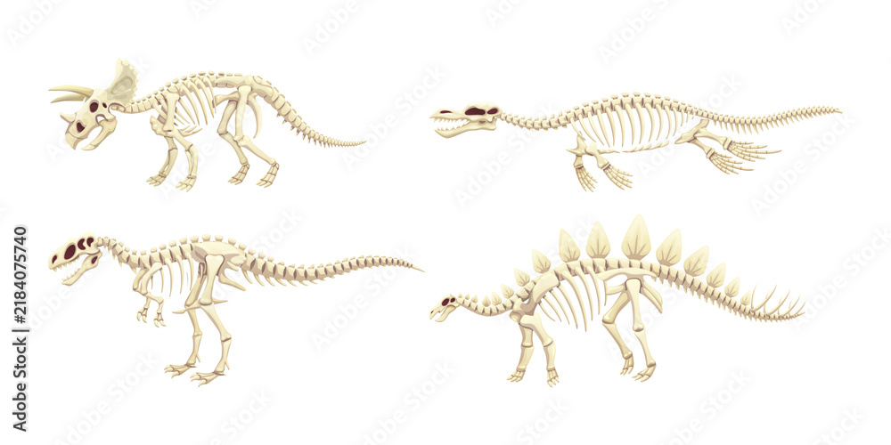 Fototapeta premium Dinosaur skeleton models for design projects transparent background
