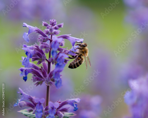 Foto Honey bee collecting nectar from purple catmint flowers in a summer garden