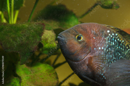 Foto Junges Quezalbuntbarsch Weibchen im Aquarium
