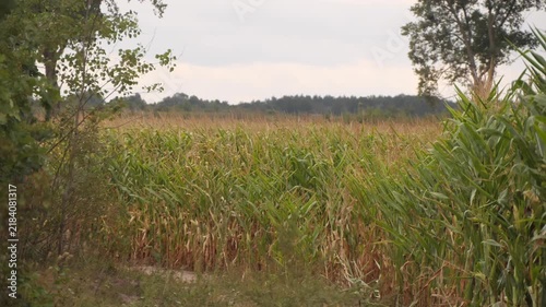 Corn grows in a field near the forest