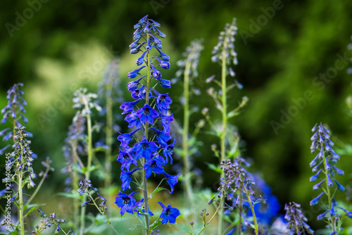 Obraz na płótnie Aconitum tanguticum, Tangut monkshood, blooming with vivid blue hood-shaped flowers arranged along tall upright flower spikes in a lush green garden setting