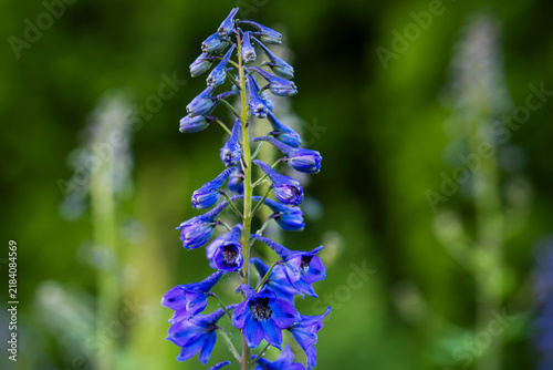 Obraz na plátně Aconitum tanguticum, Tangut monkshood, blooming with vivid blue hood-shaped flowers arranged along tall upright flower spikes in a lush green garden setting