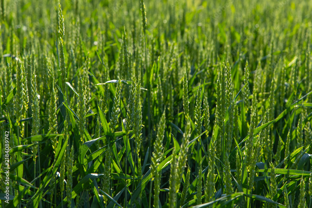 Obraz premium Wheat field grows under sunlight during daytime in rural area