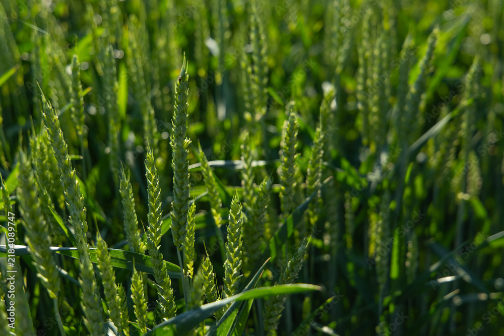 Obraz premium Wheat plants grow in a field under sunlight during late spring