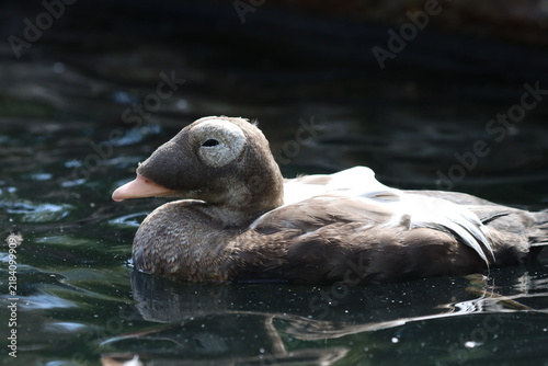 Spectacled Eider Duck (Somateria fischeri) on the water.