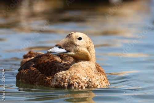 Spectacled Eider Duck (Somateria fischeri) on the water.